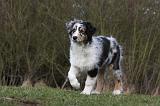BERGER AUSTRALIEN PUPPIES 402